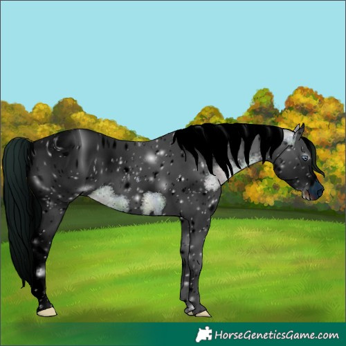 Horse Color:ERROR: UNKNOWN ANOMALY