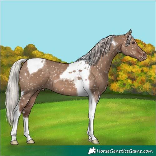 Horse Color:Silver Grullo Tobiano Appaloosa 