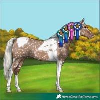 Horse Color:Silver Grullo Tobiano Appaloosa 