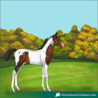 Horse Color:Brown Tobiano Appaloosa