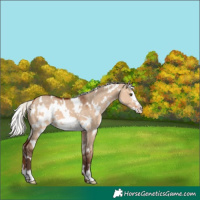 Horse Color:White Spotted Silver Brown Dun Frame Appaloosa
