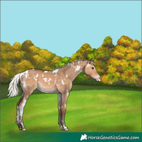 Horse Color:White Spotted Silver Bay Dun Appaloosa