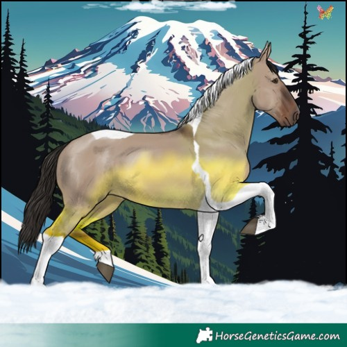 Horse Color:Liver Red Dun Tobiano 
