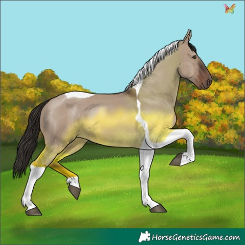 Horse Color:Liver Red Dun Tobiano 