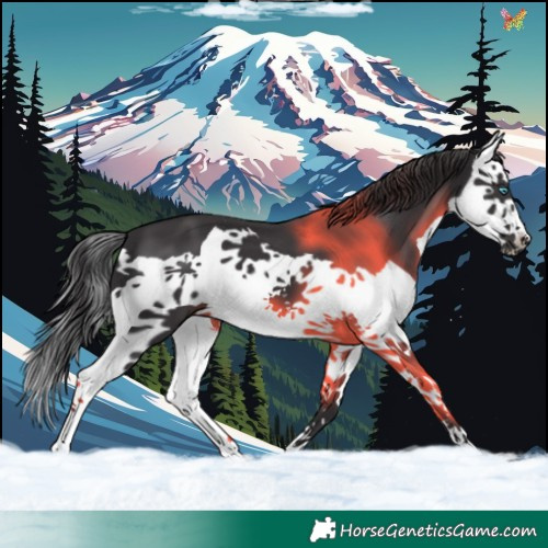 Horse Color:Smoky Black Splash 