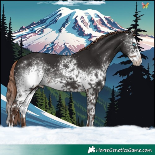 Horse Color:White Spotted Liver Chestnut Splash 