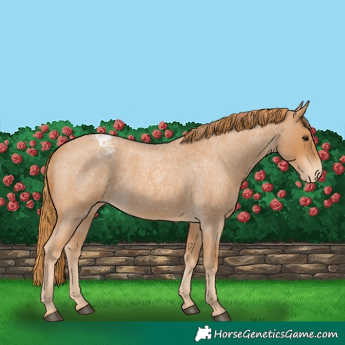 Horse Color:Red Roan Appaloosa 