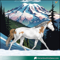 Horse Color:Chestnut Splash Tobiano