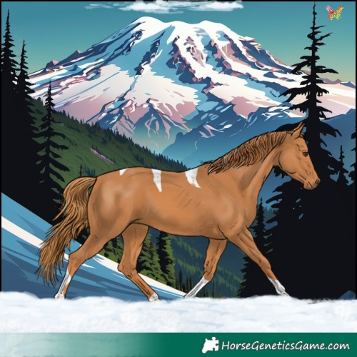 Horse Color:Chestnut Tobiano 