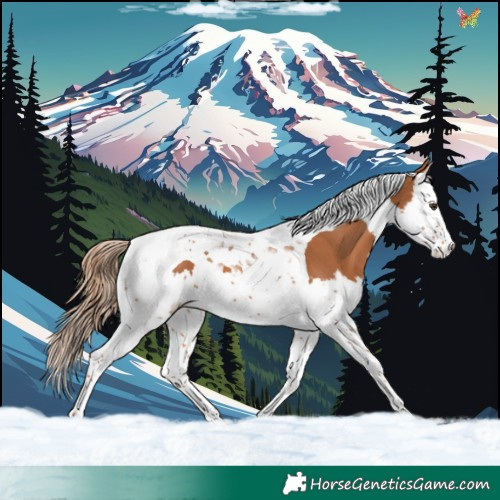 Horse Color:Chestnut Splash Tobiano 