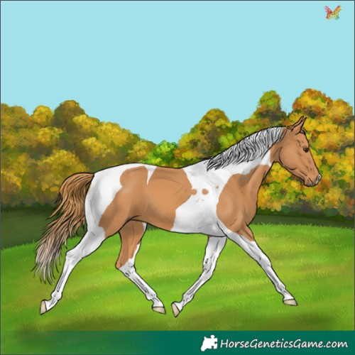 Horse Color:Chestnut Tobiano