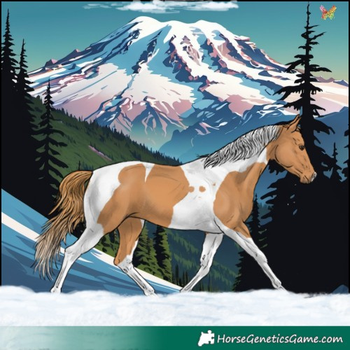 Horse Color:Chestnut Tobiano