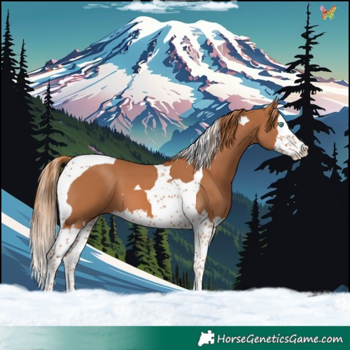 Horse Color:Chestnut Splash Tobiano 