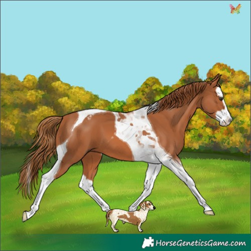 Horse Color:Chestnut Splash Tobiano 