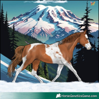 Horse Color:Chestnut Splash Tobiano