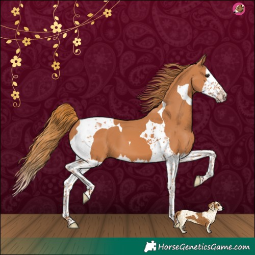 Horse Color:Chestnut Splash Tobiano 