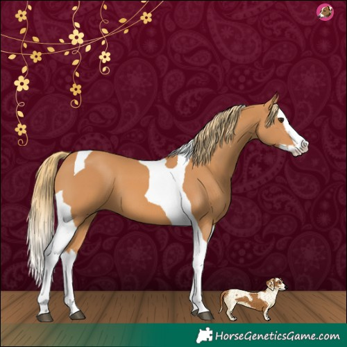 Horse Color:Chestnut Splash Tobiano 