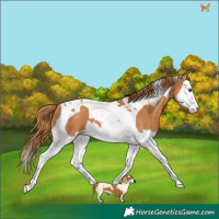Horse Color:Chestnut Splash Tobiano 