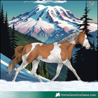 Horse Color:Chestnut Splash Tobiano