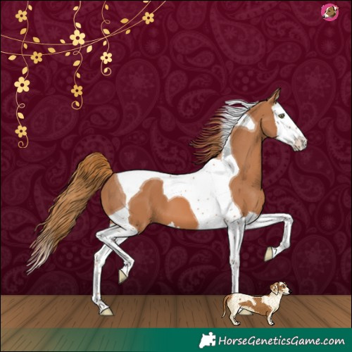 Horse Color:Chestnut Splash Tobiano 
