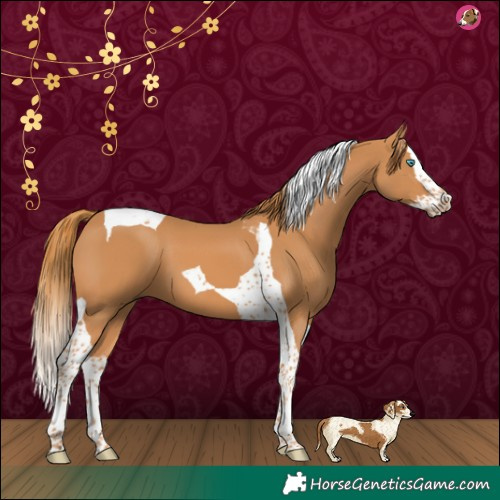Horse Color:Chestnut Splash Tobiano 