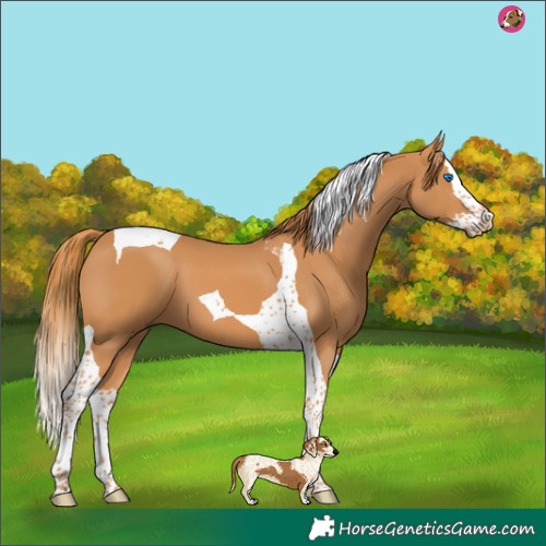 Horse Color:Chestnut Splash Tobiano 