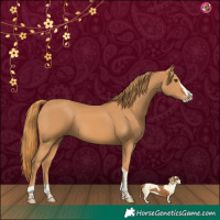 Horse Color:Chestnut Splash Tobiano