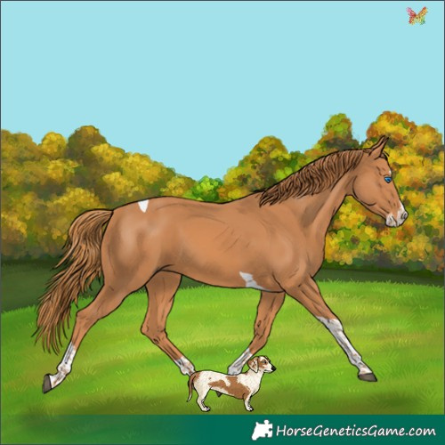 Horse Color:Chestnut Splash Tobiano