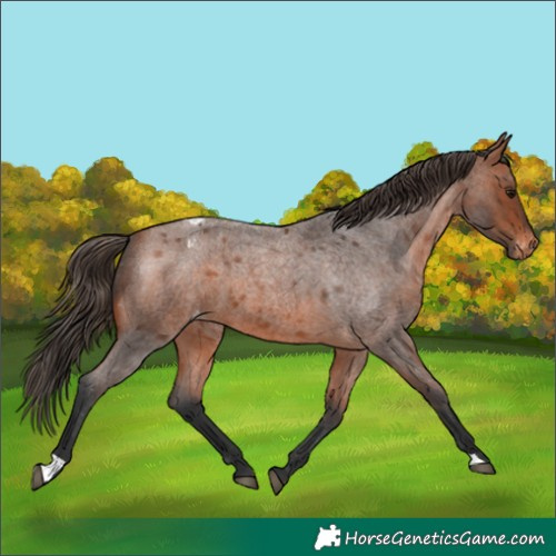 Horse Color:Bay Roan Appaloosa