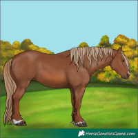 Horse Color:Chestnut 