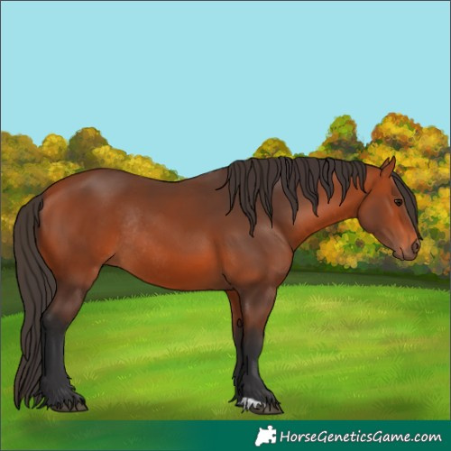 Horse Color:Bay Rabicano 