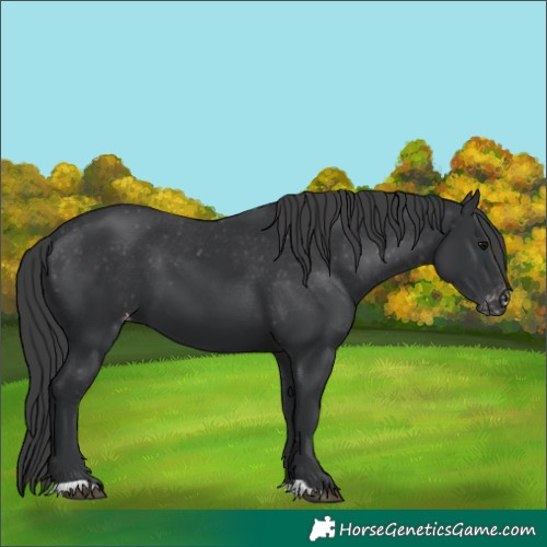 Horse Color:Black Appaloosa 