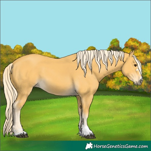 Horse Color:Palomino 