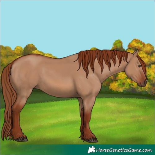 Horse Color:Red Dun 