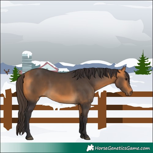 Horse Color:Buckskin 