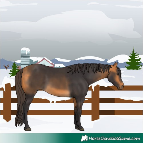 Horse Color:Buckskin 