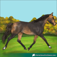 Horse Color:Buckskin 