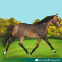 Horse Color:Buckskin 