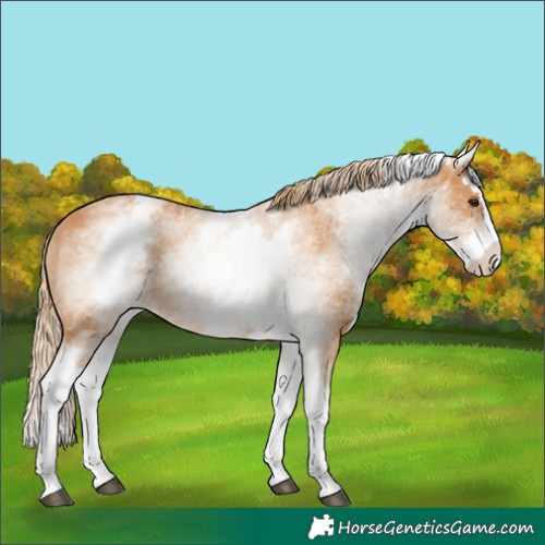 Horse Color:White Spotted Chestnut Splash 
