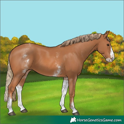Horse Color:White Spotted Chestnut Splash 