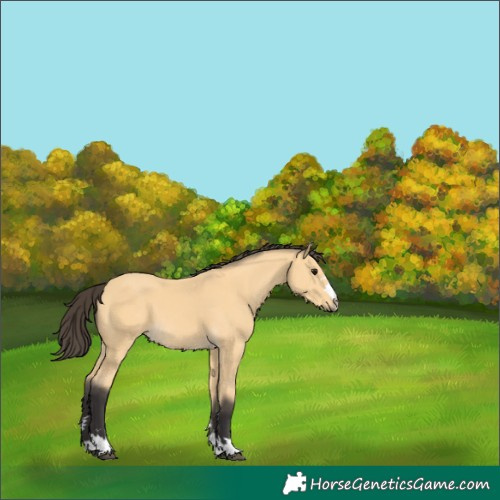 Horse Color:Buckskin