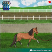 Horse Color:Bay Tobiano 