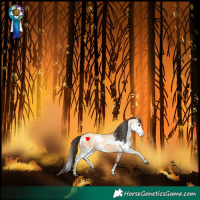 Horse Color:Bay Dun Tobiano and White Spotted Bay Dun Splash Rabicano