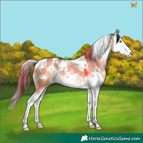 Horse Color:White Spotted Brown Dun Splash 