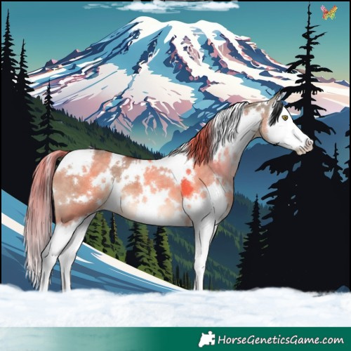 Horse Color:White Spotted Brown Dun Splash 