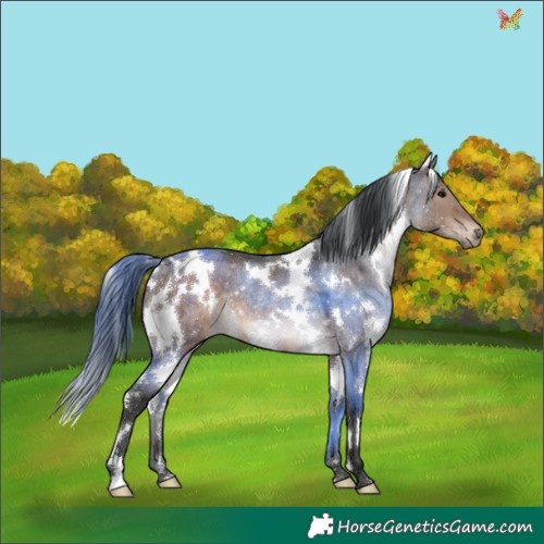 Horse Color:White Spotted Brown Dun Rabicano 