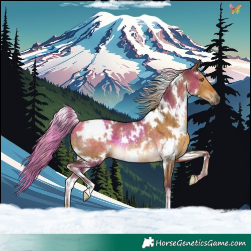 Horse Color:White Spotted Chocolate Palomino Dun Rabicano 