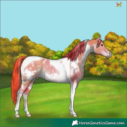 Horse Color:Watercolor White Spotted Liver Red Dun Tobiano Rabicano