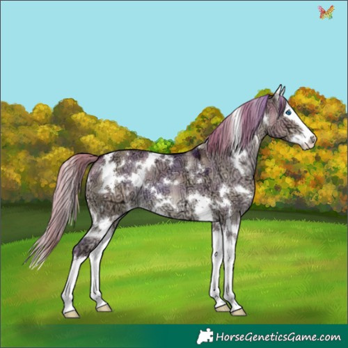 Horse Color:Plaid  White Spotted Liver Red Dun Ice Splash 
