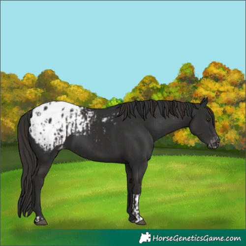 Horse Color:Liver Chestnut Appaloosa  and Liver Chestnut Appaloosa 